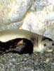Phoques de la r�serve marine de Pelagos