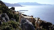 Goats on the Resadiye Peninsula, southwest Turkey