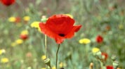 Turkish flowers: poppies in spring